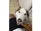 Adopt Mai a White - with Brown or Chocolate Husky / Mixed dog in Sugar Land