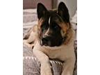 Adopt Kuma a Brindle - with White Akita / Akita / Mixed dog in Charleston