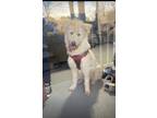 Adopt Ashter a White - with Tan, Yellow or Fawn Husky / Poodle (Standard) /