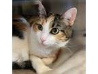 Adopt Luna a Domestic Short Hair