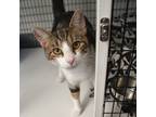 Adopt Zachary a Domestic Shorthair / Mixed (short coat) cat in Ewing