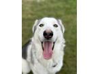 Adopt Sunshine a Gray/Blue/Silver/Salt & Pepper Husky / Mixed dog in Bridgeport