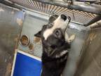 Adopt Randall* a Black Husky dog in Kingman, AZ (39020887)