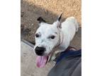Adopt Sykes - IN FOSTER a White Mixed Breed (Medium) / Mixed dog in Chamblee