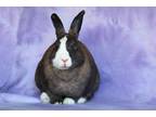 Adopt Bonnie a Dutch / Mixed (short coat) rabbit in Scotts Valley, CA (38872857)
