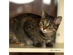 Adopt Mama a Domestic Shorthair / Mixed (short coat) cat in Newberg