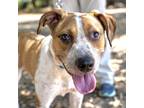 Adopt Jack White a Tan/Yellow/Fawn Mixed Breed (Large) / Mixed dog in Austin