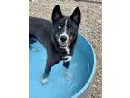 Adopt Arya a Black Border Collie / Husky / Mixed dog in Chesapeake