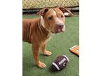 Adopt Dahlia a Tan/Yellow/Fawn American Pit Bull Terrier / Mixed dog in