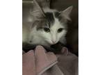 Adopt Fiesty a Domestic Longhair / Mixed (short coat) cat in Detroit