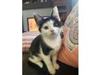 Adopt Kitty Soft Paws a Domestic Shorthair / Mixed cat in Cary, NC (38783045)