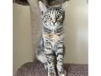 Adopt Twix a Brown or Chocolate Domestic Shorthair / Mixed cat in West Des