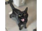 Adopt Jelly Bean a All Black Domestic Shorthair / Mixed cat in West Des Moines