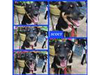 Adopt Scout a Black - with Tan, Yellow or Fawn Border Collie / Labrador