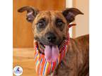Adopt Foxxy Brown a Brown/Chocolate Mixed Breed (Medium) / Mixed dog in