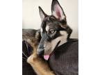 Adopt Chewie a Gray/Silver/Salt & Pepper - with White Husky / Mixed dog in