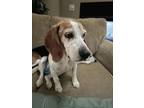 Adopt Thelma Todd a Beagle, Mixed Breed