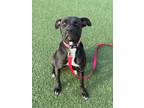 Adopt Kimber III 3 a Black American Pit Bull Terrier / Mixed dog in Cleveland