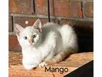 Adopt Mango a Cream or Ivory Siamese / Domestic Shorthair / Mixed cat in