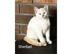 Adopt Sherbet a Cream or Ivory Siamese / Domestic Shorthair / Mixed cat in