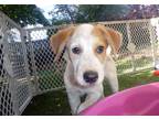 Adopt Wilson a Beagle / Labrador Retriever dog in Denver, CO (38919318)
