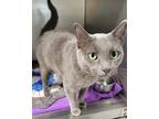 Adopt Lizzie a Gray or Blue Domestic Shorthair (short coat) cat in Yorkville