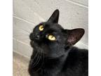 Adopt Nebula a All Black Domestic Shorthair / Mixed cat in South Haven
