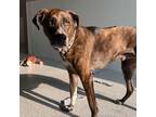 Adopt Charlie Brooks Craig a Brindle Great Pyrenees / Plott Hound / Mixed dog in