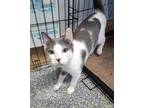 Adopt MIlkshake a Domestic Shorthair / Mixed (short coat) cat in Ft.
