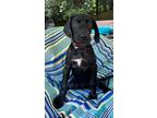 Adopt Riley a Boykin Spaniel / Labrador Retriever dog in Atlanta, GA (38783664)