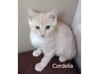 Adopt Cordelia a Tan or Fawn Domestic Mediumhair / Domestic Shorthair / Mixed