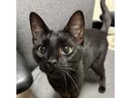 Adopt Cosmos a All Black Domestic Mediumhair / Mixed cat in South Haven