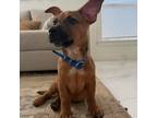 Adopt Vista Sand Z724 a Tan/Yellow/Fawn Mixed Breed (Medium) / Belgian Malinois