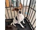 Adopt Hailey a White - with Tan, Yellow or Fawn Smooth Fox Terrier / Mixed dog