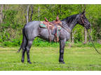 Super Attractive True Blue Roan Quarter Horse Mare, Trail Rides, 3 Years Old