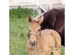 Well Bred Chocolate Weanling Filly