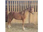 Sweet Easy To Handle 2 Year Old Gelding