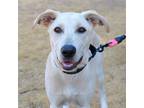 Adopt Lulu a Tan/Yellow/Fawn Mixed Breed (Large) / Mixed dog in Austin
