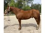 Registered Qh gelding