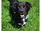 Adopt Wren a Black Border Collie / Flat-Coated Retriever / Mixed dog in New