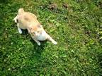 Adopt Pumpkin a Orange or Red Tabby Tabby / Mixed (short coat) cat in Danville