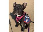 Adopt Ella a American Pit Bull Terrier / Mixed dog in Tustin, CA (38935945)