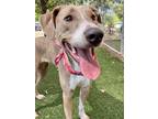 Adopt Fannie - VIP a Tan/Yellow/Fawn American Pit Bull Terrier / Mixed dog in
