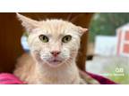 Adopt GB a Orange or Red (Mostly) Domestic Shorthair / Mixed (short coat) cat in