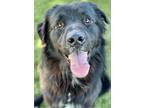 Adopt Harvey a Black Newfoundland / Mixed dog in Red Bluff, CA (38913550)