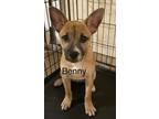 Adopt Benny a American Pit Bull Terrier dog in Modesto, CA (38931156)