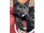 Adopt Whisper a Black (Mostly) Domestic Shorthair / Mixed (short coat) cat in