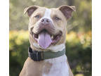 Adopt Bob a Brown/Chocolate American Pit Bull Terrier / Mixed dog in Palm Coast