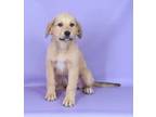 Adopt Umi a Golden Retriever, German Shepherd Dog