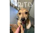 Adopt Fritos ***RESCUE CENTER*** a Tan/Yellow/Fawn - with White Hound (Unknown